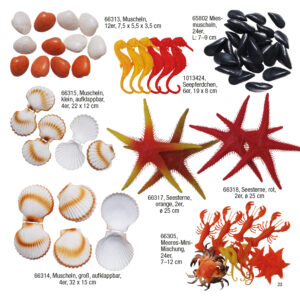 23-hohlattrappen-muscheln-seesterne