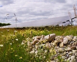 Häufig gefragt: Solarparks und Biodiversität