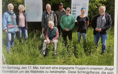 Waldrebenbekämpfung im BUGA Grundstück