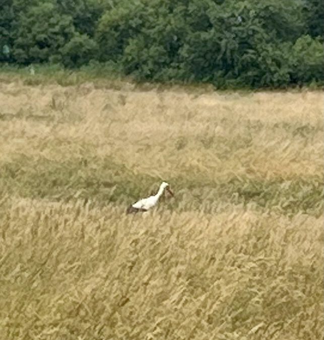 Storchensichtung in der BR Wiese