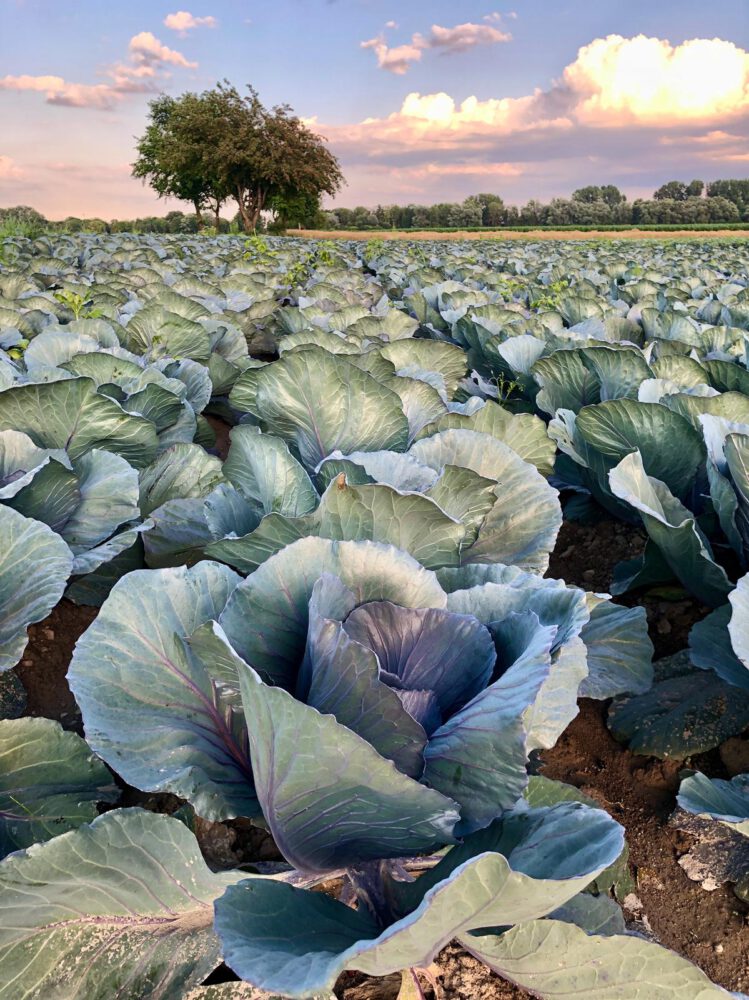 99e0c28c-7653-4051-9d58-40c063d3f4d1