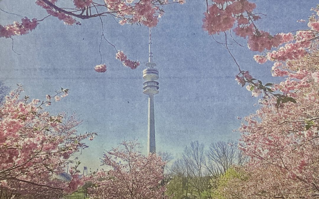 Münchner Merkur vom 16.4.2026 – Rosa Blütentraum