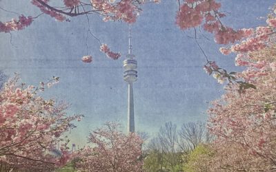 Münchner Merkur vom 16.4.2026 – Rosa Blütentraum